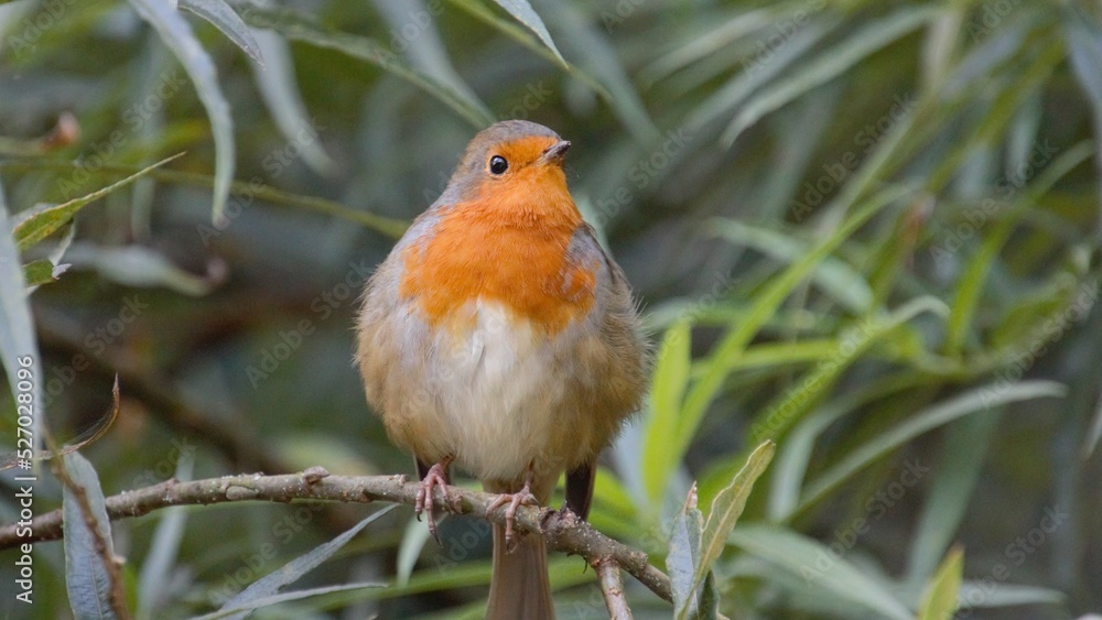 robin on a branch robin on a branch