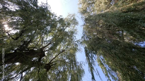 weeping willow in the park by the creek