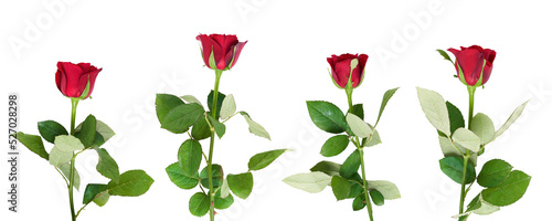 Obraz na płótnie A collection of Valentines Red Roses isolated on a flat background w salonie