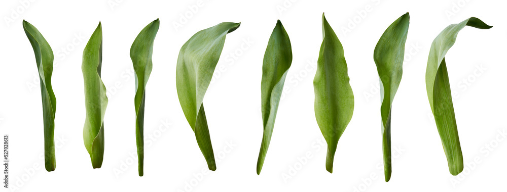 A collection of tulip leaves isolated on a flat background. - obrazy, fototapety, plakaty 