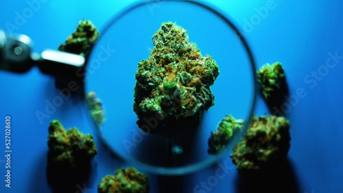 Focusing on Marijuana Buds with Magnifying Glass on Blue Background