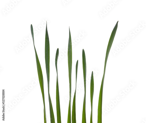Collection of Daffodil leaves isolated on a flat background.