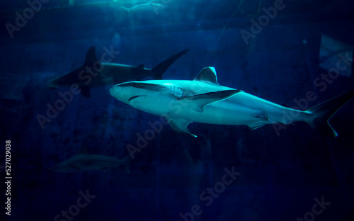  Shark swimming in dark blue ocean water                              