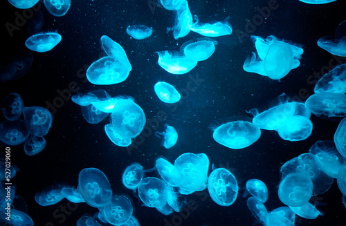 Many transparent jellyfish under blue light in black background                                                              