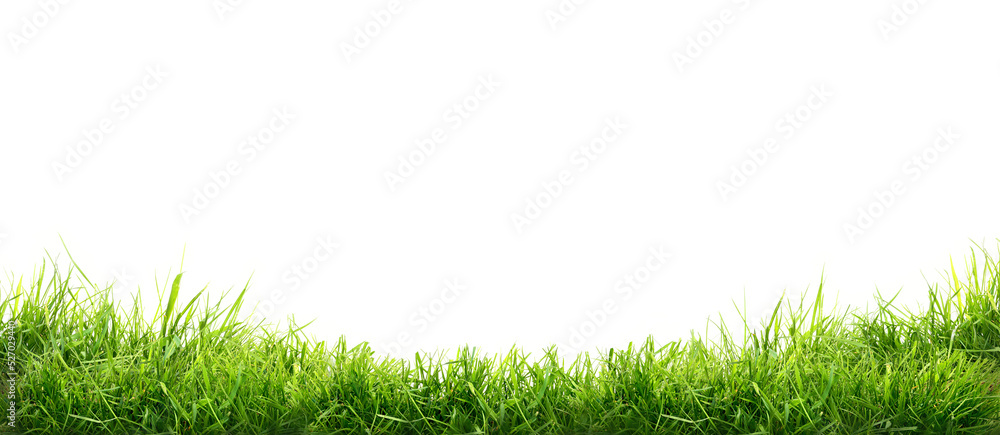 Fototapeta premium Fresh green grass isolated against a transparent background