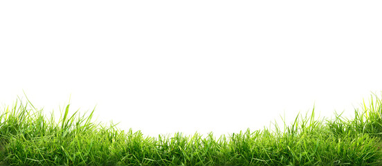 Fresh green grass isolated against a transparent background