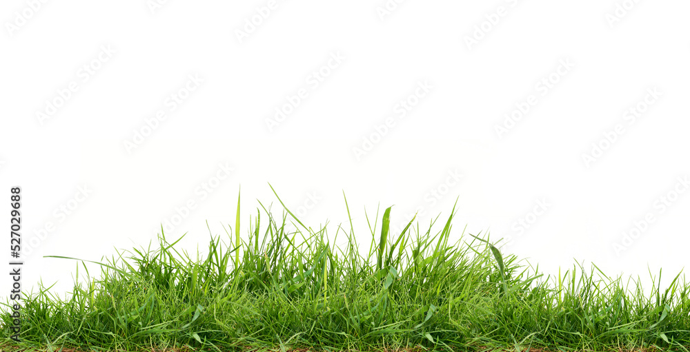 Fresh green grass isolated against a transparent background