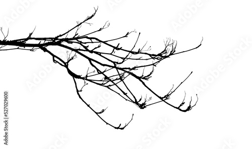 Obraz na płótnie Bare tree branches in winter isolated against a flat background. w salonie