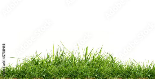 Obraz na płótnie Fresh green grass isolated against a transparent background w salonie