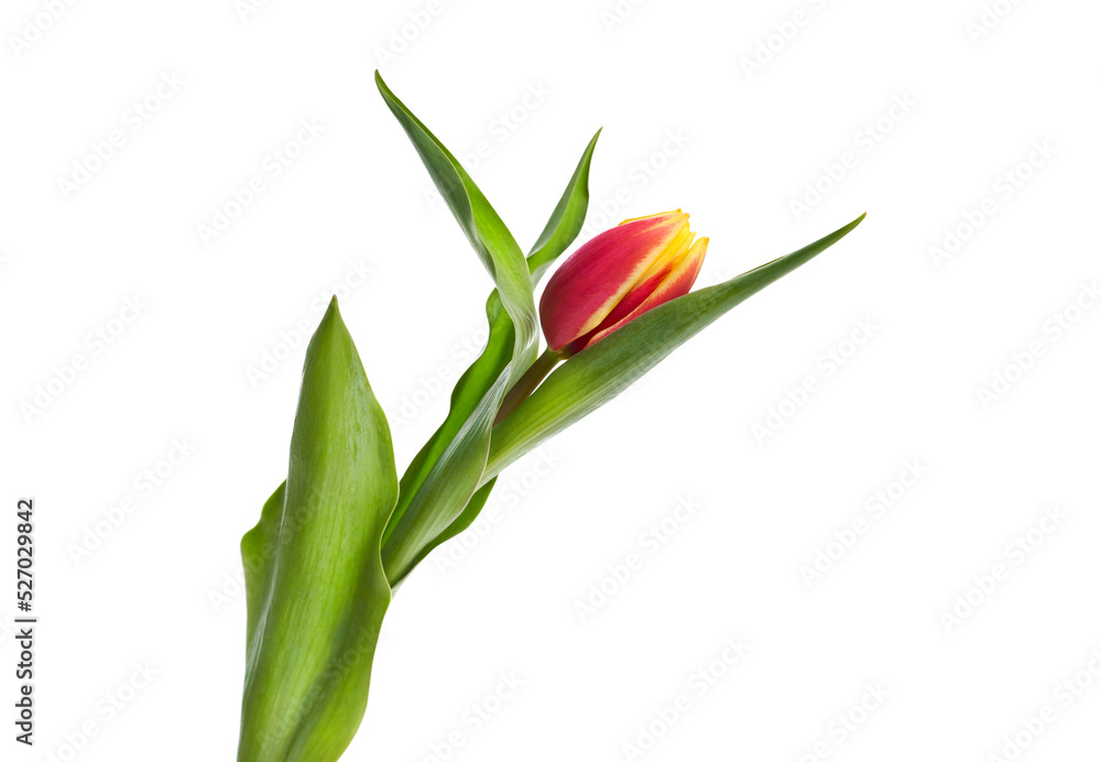 A single red and yellow tulip flower isolated on a flat background.