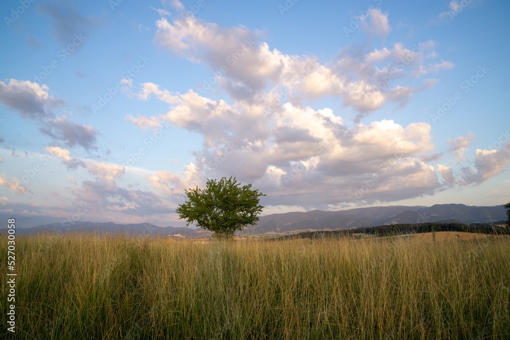 Obraz premium Abandoned walnut or cherry tree on meadow in nature. Slovakia