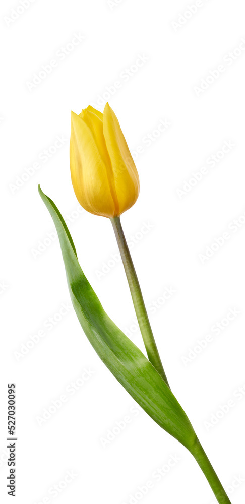 A yellow tulip flower isolated on a flat background