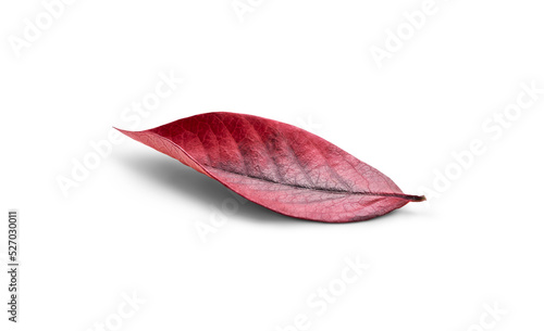 Obraz na płótnie Rustic autumn golden red and brown leaves showing the veins of the leaf isolated on a flat background. w salonie