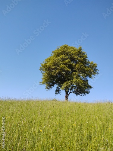 Abandoned walnut or cherry tree on meadow in nature. Slovakia