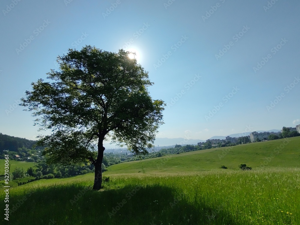 Abandoned walnut or cherry tree on meadow in nature. Slovakia Abandoned walnut or cherry tree on meadow in nature. Slovakia