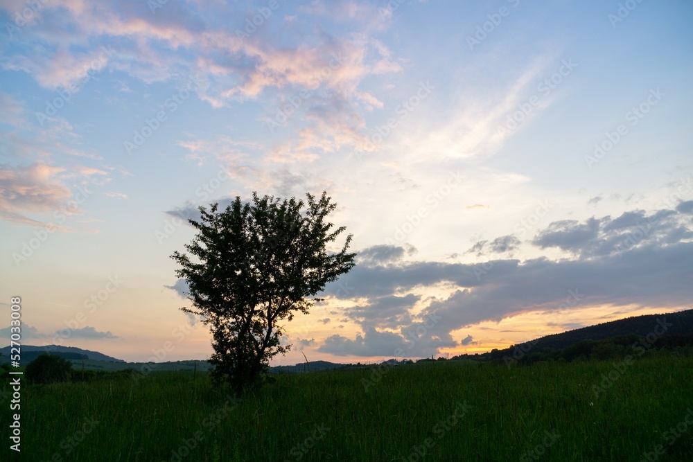 Abandoned walnut or cherry tree on meadow in nature. Slovakia