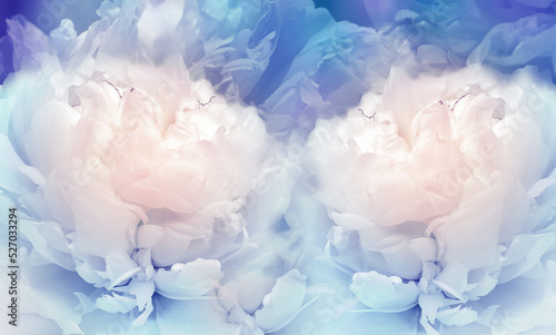 Floral blue background. Flowers and peony petals. Flower composition. Nature.