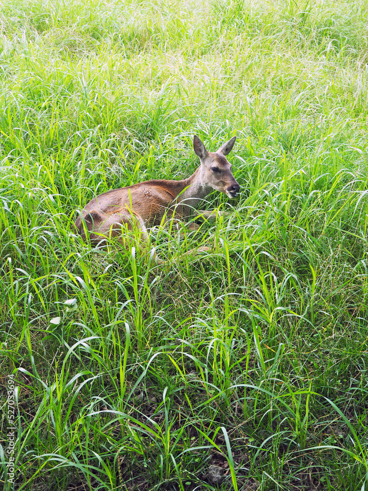 Obraz premium Roe deer in grass. Roe Deer Observation Centre, Jeju Island, South Korea.