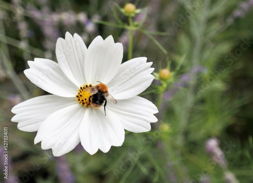 A bumblebee collects pollen from a white wildflower, in a green garden.