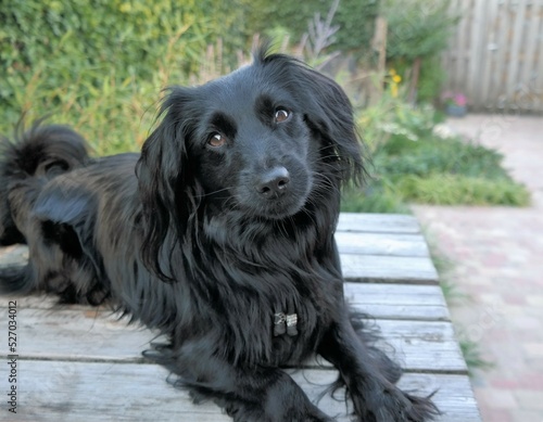 Small black dog, with a furry coat and brown eyes.
This domestic animal is lying on a picnic table, in the garden. The Dog breed is a Markiesje.