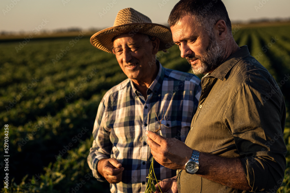 Two farmers in a field examining soy crop at sunset.	
