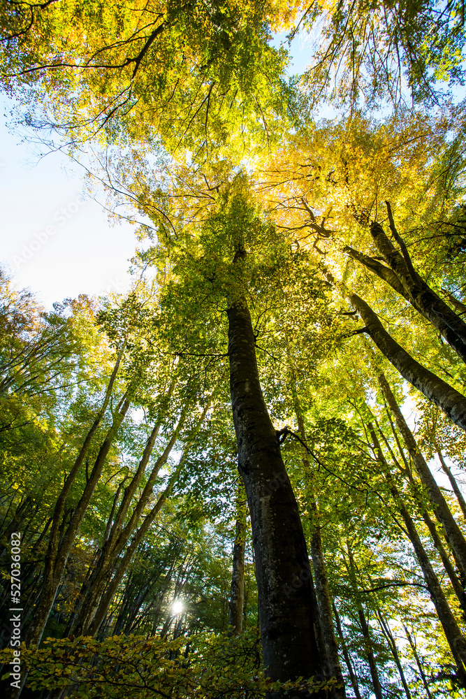 Fototapeta premium Autumn in La Fageda D En Jorda Forest, La Garrotxa, Spain