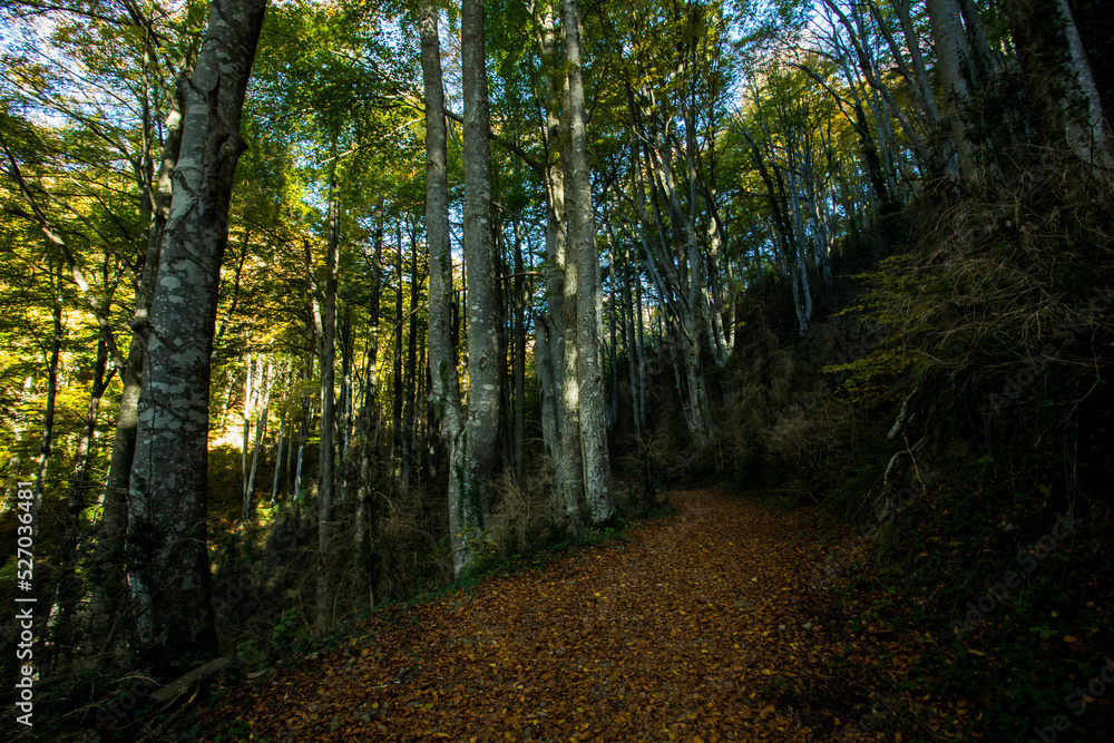 Fototapeta premium Autumn in La Fageda D En Jorda Forest, La Garrotxa, Spain