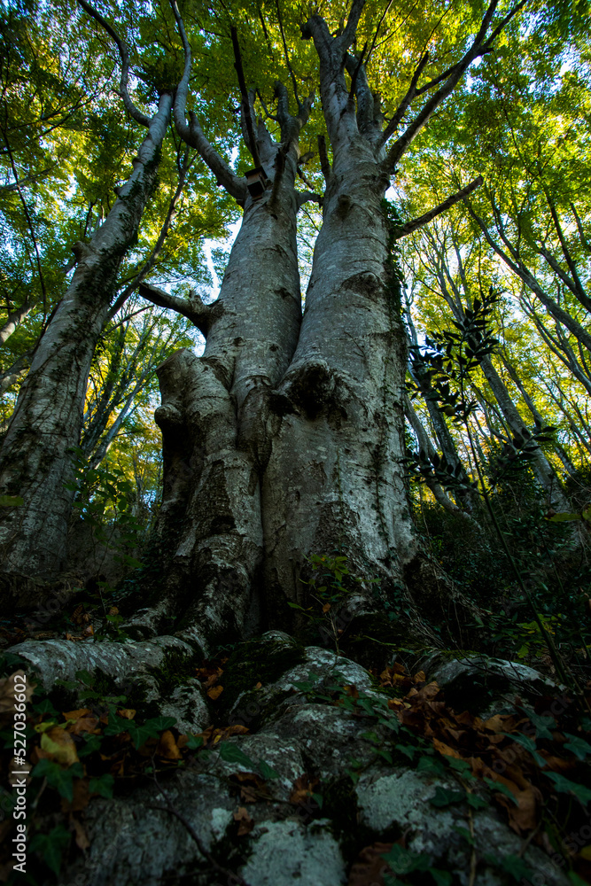 Autumn in La Fageda D En Jorda Forest, La Garrotxa, Spain