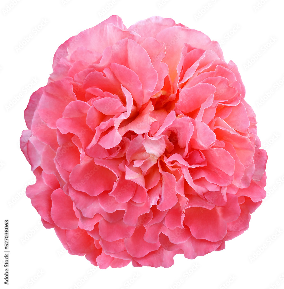 Pink rose flower isolated on white background with clipping path. Closeup. For design. Nature. Pink rose flower isolated on white background with clipping path. Closeup. For design. Nature.