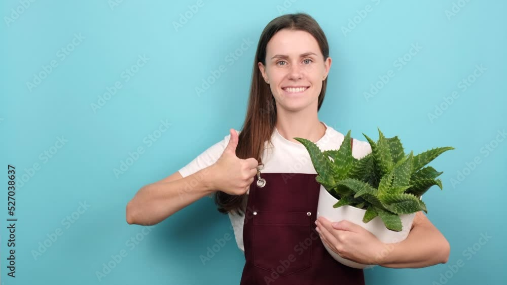 Portrait of happy young woman housewife wears red apron holds houseplant in white pot, smiles positively, shows thumbs up, posing isolated over blue color background wall in studio with copy space Portrait of happy young woman housewife wears red apron holds houseplant in white pot, smiles positively, shows thumbs up, posing isolated over blue color background wall in studio with copy space