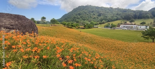 The beautiful daylily flower mountain of eastern Taiwan