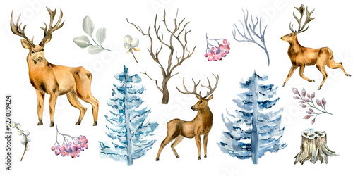 Set of deer and winter plants watercolor illustration isolated on white background. © Katyalanbina@gmail 