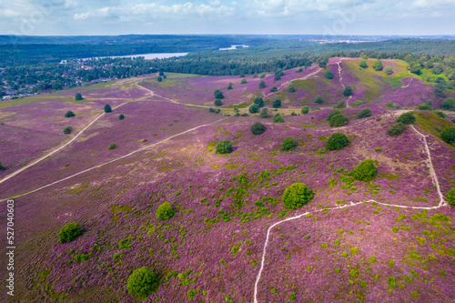 Purple pink heather in bloom Ginkel Heath Ede in the Denmark