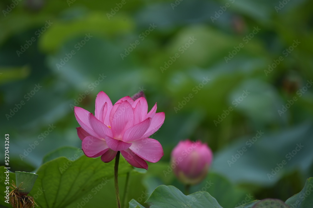 lotus