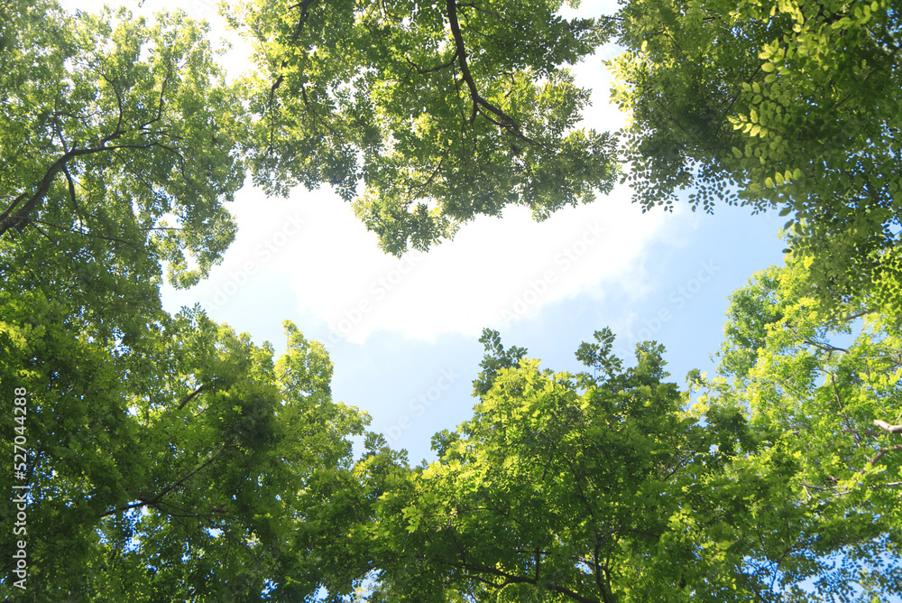 Obraz premium Empty space of blue sky between green tree tops of spring season. as the background for the content