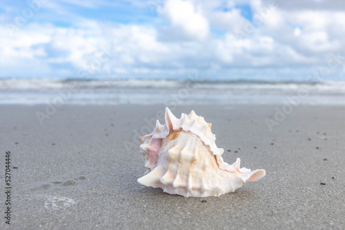 Conch Seashell on Sandy Beach © Carol