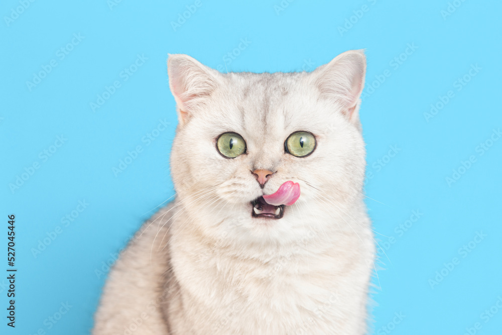 Obraz premium Close-up of a funny white British cat licking his lips on a blue background.