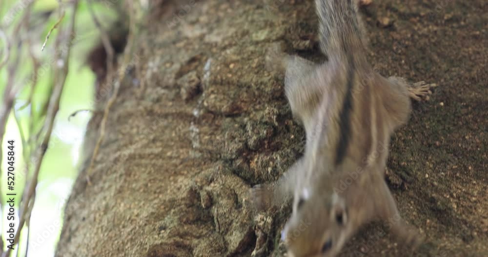 Squirrels eat apples in trees Squirrels eat apples in trees