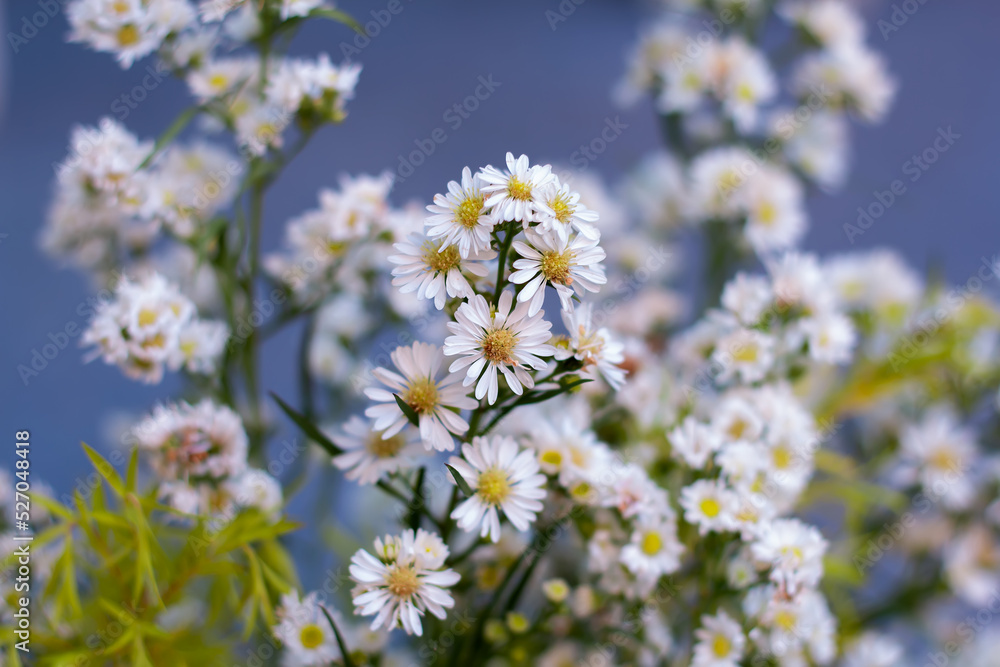 Symphyotrichum ericoides flower is a true herb and belongs to the Asteraceae family. This plant has white flowers with yellow centers, which begin flowering in late summer and last until autumn. Symphyotrichum ericoides flower is a true herb and belongs to the Asteraceae family. This plant has white flowers with yellow centers, which begin flowering in late summer and last until autumn.