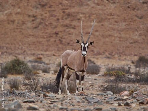 Photography Oryx antelope Gemsbok grazing in Hoanib ephemeral river bed