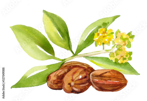 Watercolor hand painted healthy jojoba illustration set isolated on white background photo