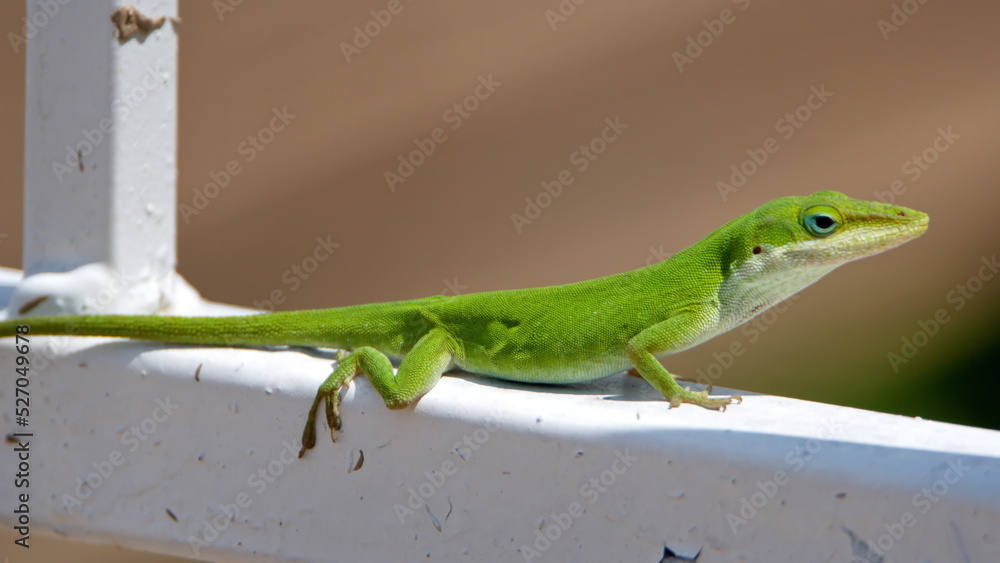 Green anole (Anolis carolinensis) lizard on a fence in Panama City, Florida, USA Green anole (Anolis carolinensis) lizard on a fence in Panama City, Florida, USA