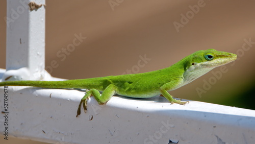 Green anole (Anolis carolinensis) lizard on a fence in Panama City, Florida, USA