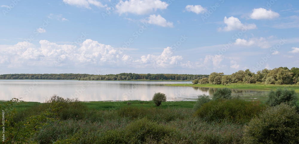 Saule cendré, Salix cinerea, lac du Parc naturel régional de la forét d'Orient, 10, Aube Saule cendré, Salix cinerea, lac du Parc naturel régional de la forét d'Orient, 10, Aube