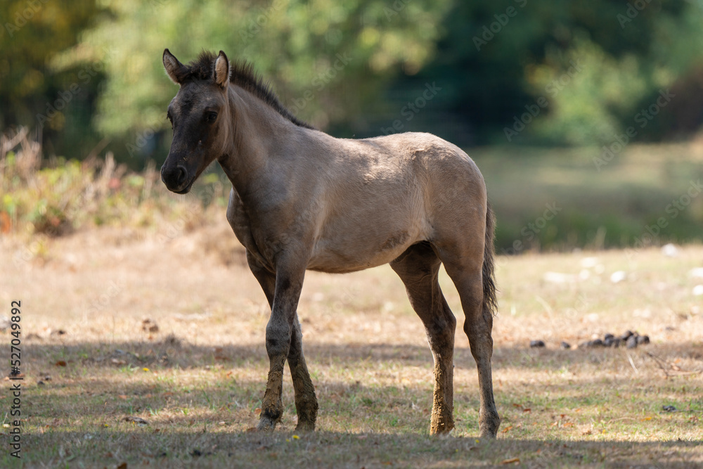 Cheval sauvage, race Tarpan Cheval sauvage, race Tarpan