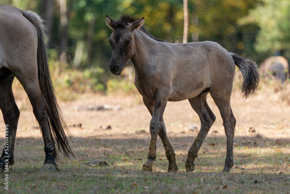 Fototapeta premium Cheval sauvage, race Tarpan