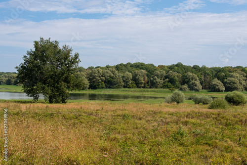 Saule cendré, Salix cinerea, lac du Parc naturel régional de la forét d'Orient, 10, Aube