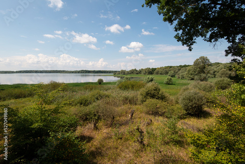 Saule cendré, Salix cinerea, lac du Parc naturel régional de la forét d'Orient, 10, Aube