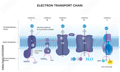 An electron transport chain. Oxidative phosphorylation, the final stage of cellular respiration.  It occurs in the inner mitochondrial membrane in eukaryotes. photo