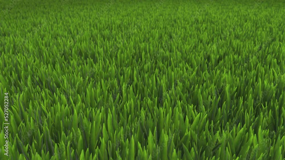 flying over a green lawn 3D animation flying over a green lawn 3D animation